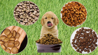 酶解法助力猫狗找回食欲，提高宠物食品适口性！